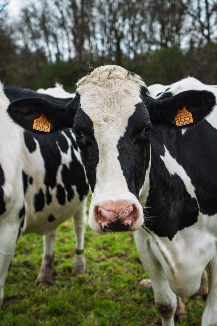 Vaches laitières Saint-Gaultier