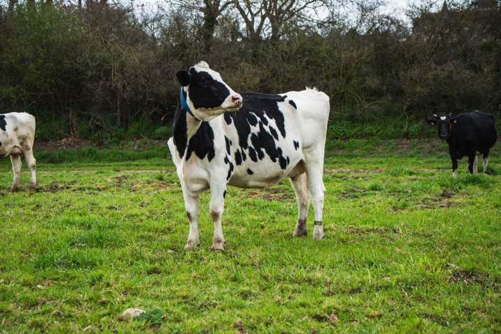 Vaches laitières dans pré Saint-Gaultier