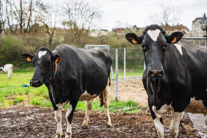 Fermier Saint-Gaultier