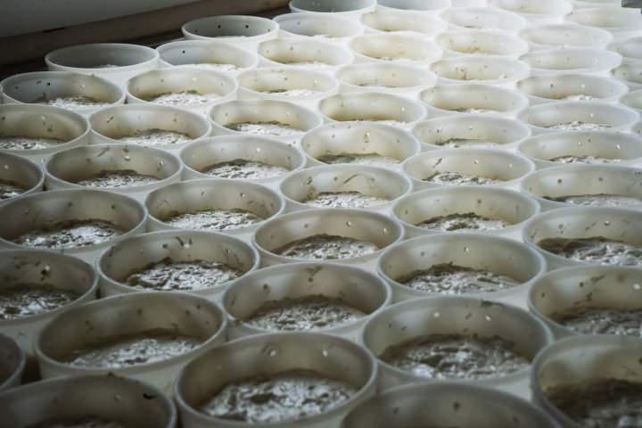 Produits laitiers frais, élaborés à la ferme