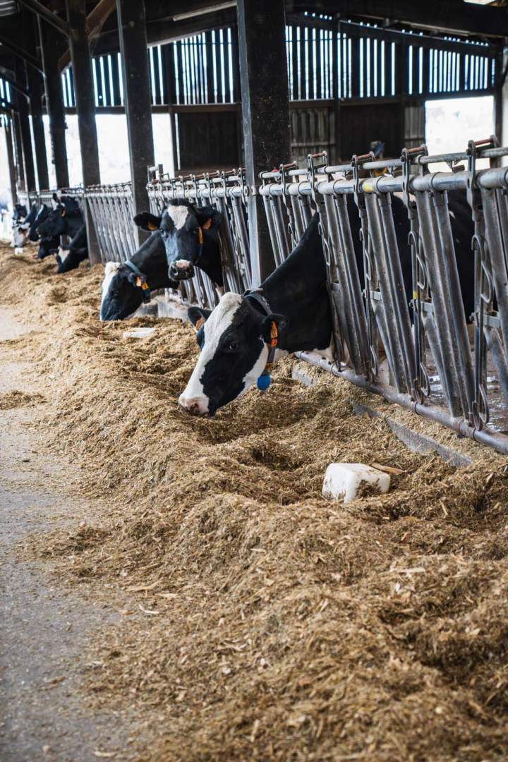 Producteur fermier Saint Gaultier