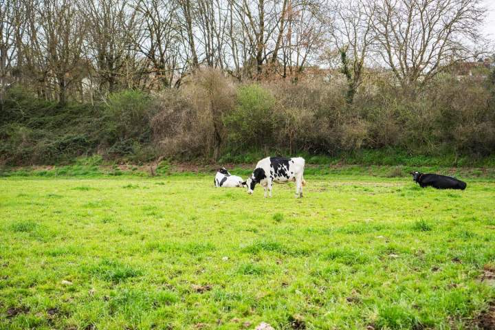 Producteur rural Saint Gaultier