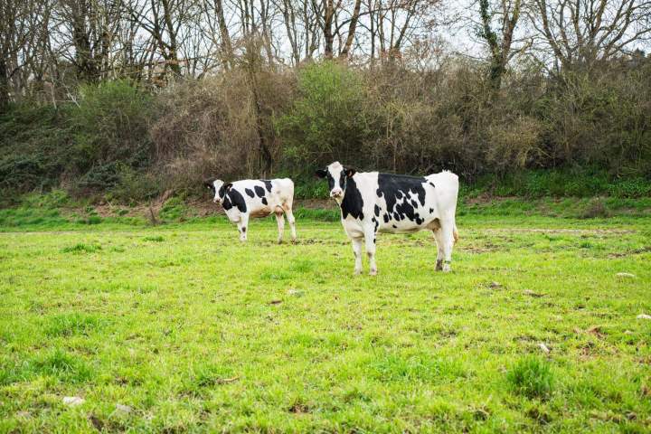 leveur local Saint Gaultier